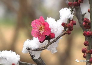 红梅冬天如何养护才能绽放？