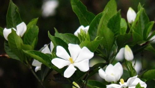 栀子花的魅力：香满家园的美丽守护者