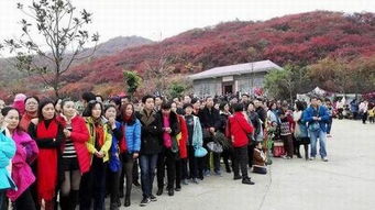 艾草：艾草之乡的致富草