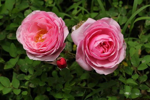 玫瑰国度的天使：美丽与香气并存