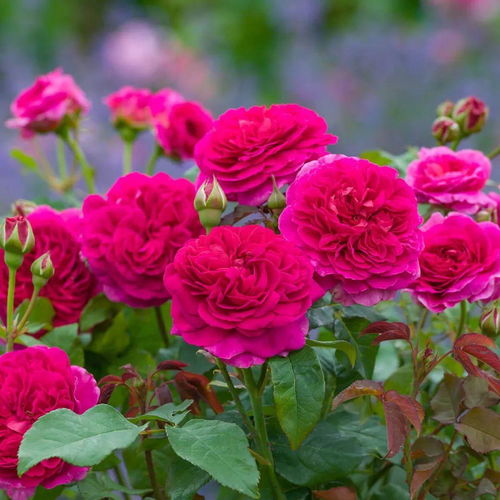 月季花开， 美不胜收