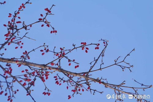 腊梅花的美丽与价值