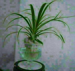 肥料选择：固体肥还是液体肥？