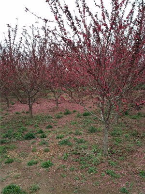 道路绿化树， 各种品种任你挑