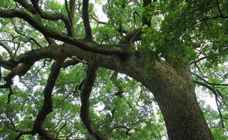 优质种子， 降低成本60%