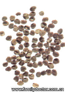 沙苑子高产栽培技术，关注提高沙苑子产量与品质