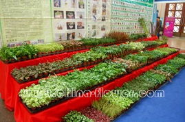 花卉与园艺：一场视觉与实用的邂逅