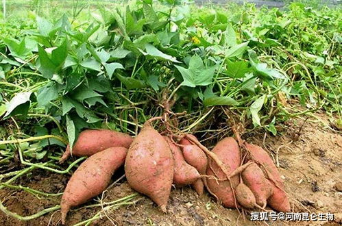 种地瓜最适合使用什么有机肥料或复合肥料