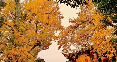 四川盆地山地橡树种植可行性探讨