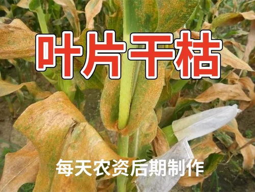 一、己唑醇是什么？