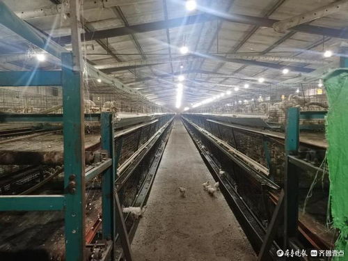 河北鸡饲料厂排名中，哪家饲料厂在养殖户中口碑最好？