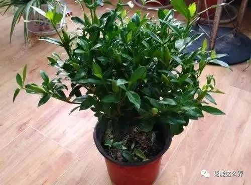 养好盆栽， 技巧是关键