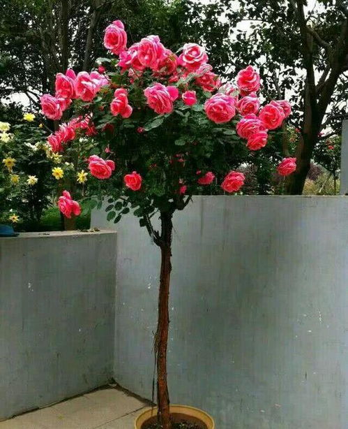 适合在哪些季节种植呢？