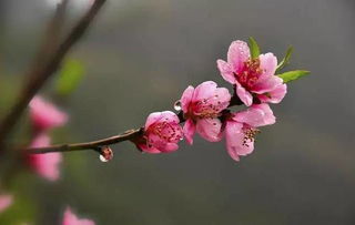 桃花何时开花结果？揭秘桃花生长的秘密