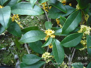 女贞杜鹃桂花树，金华金东区千喜苗木场