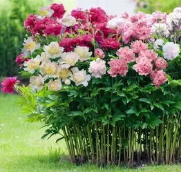 牡丹：富贵之花