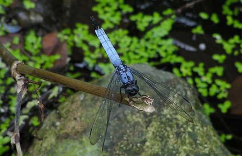一、吡虫啉是个啥？