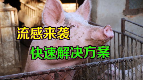 秋季育肥猪流感高发，你的猪场能躲过这一劫吗