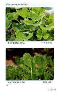 花生病害防治方法：掌握要点提高产量
