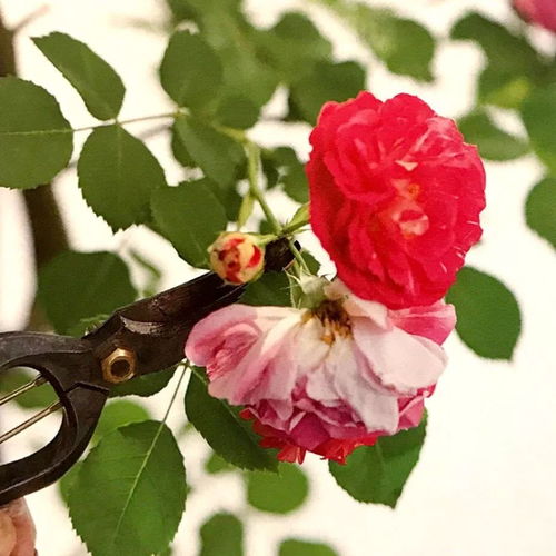 玫瑰花谢了怎么剪？简单修剪方法
