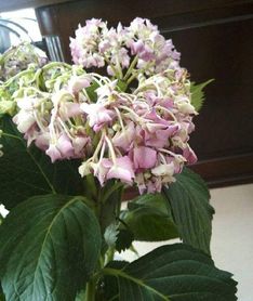 水塔花枯萎后能否重燃生机？揭秘畜牧业中的植物护理秘诀！