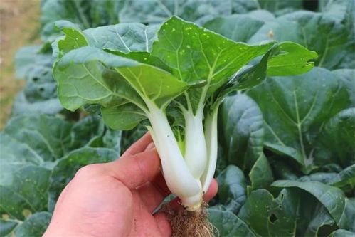 三、 上海青与塔菜：绿叶蔬菜，清新又美味