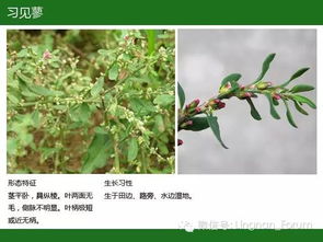 平安树种子如何种植？土壤和光照条件有哪些要求