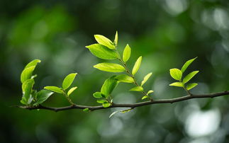 速生槐叶苹：速生水生植物