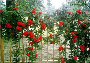 冬季修剪与施肥