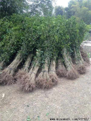 小先说说我为什么这么关心苗木价格吧