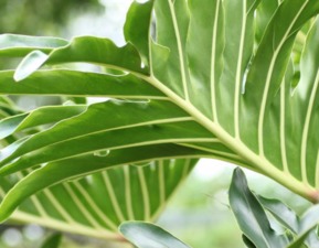 春羽养殖时需要注意哪些事项？