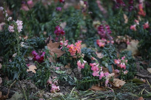 抢救冻成冰坨的盆栽， 亲测有效的抢救三式