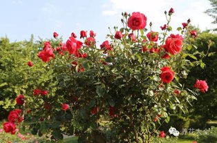 月季疏蕾技巧大揭秘， 如何让花朵geng美