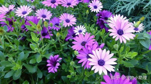 出苗前， 小心呵护