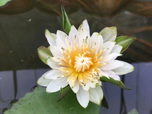 盆栽芍药何时绽放？不同品种花期有何差异