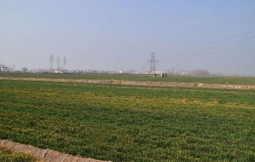 小麦3叶期至拔节初期：除草剂喷施的黄金时期