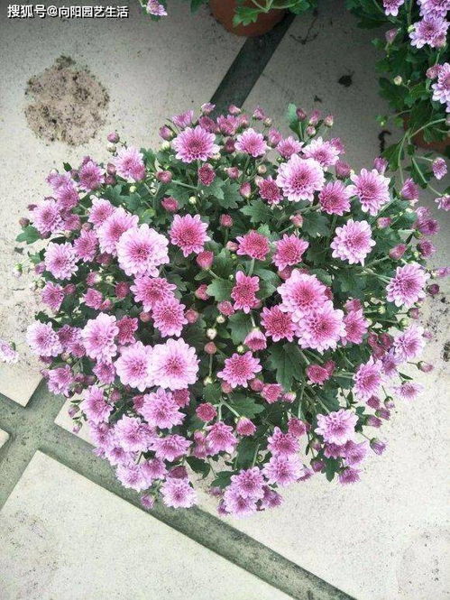 菊花：美丽又省心