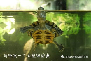 养乌龟的乐趣：龟缸植物的选择与养护