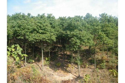 地径测量的实际案例