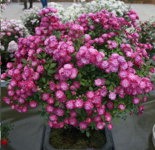 盆栽摆放， 浇水方式，注意事项要记牢