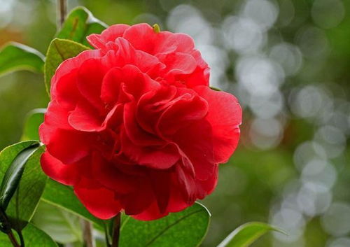 修剪根部， 让木槿花重获新生