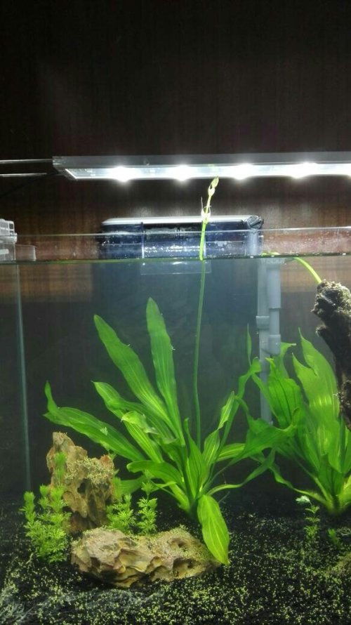 “水草种植，如何让根茎稳固扎根