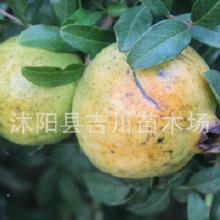 石榴籽的发芽时间