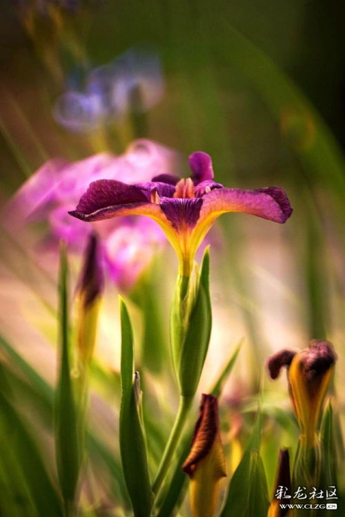 探秘秋日里的蓝蝴蝶——鸢尾花