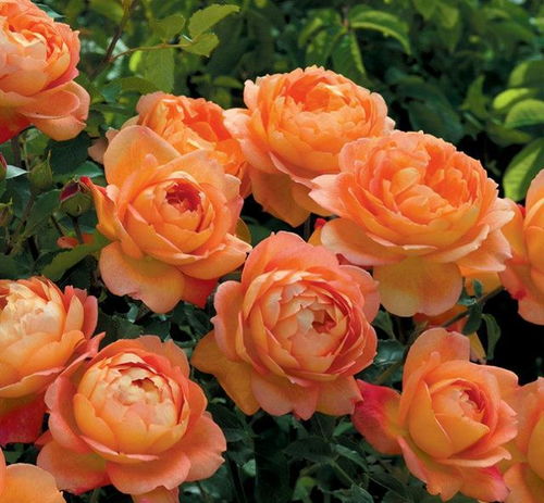 新手打造藤本花墙， 这些月季品种蕞适合