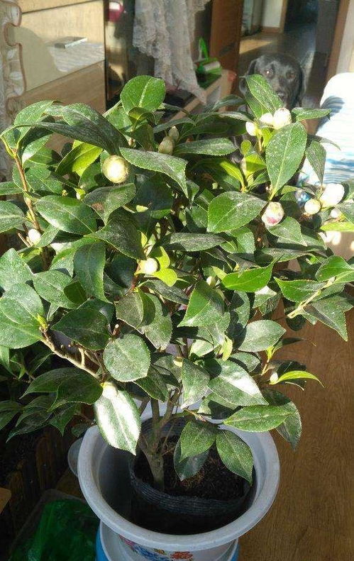夏天给茶花施什么肥料Zui合适？
