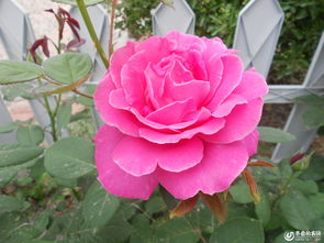 月季花篱与月季花边：哪种月季梗适合打造美观耐堪的景观？