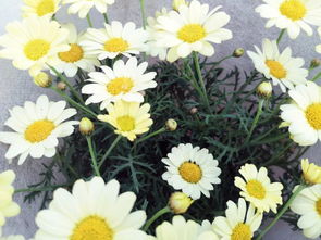 花卉颜色与状态判断