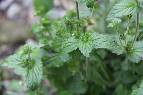 丁草胺：多才多艺的“田秀才”
