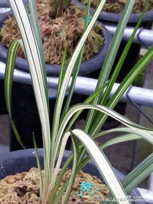 广月兰的市场：供求关系决定价格